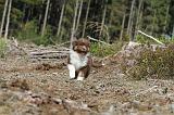 BERGER AUSTRALIEN PUPPIES 024